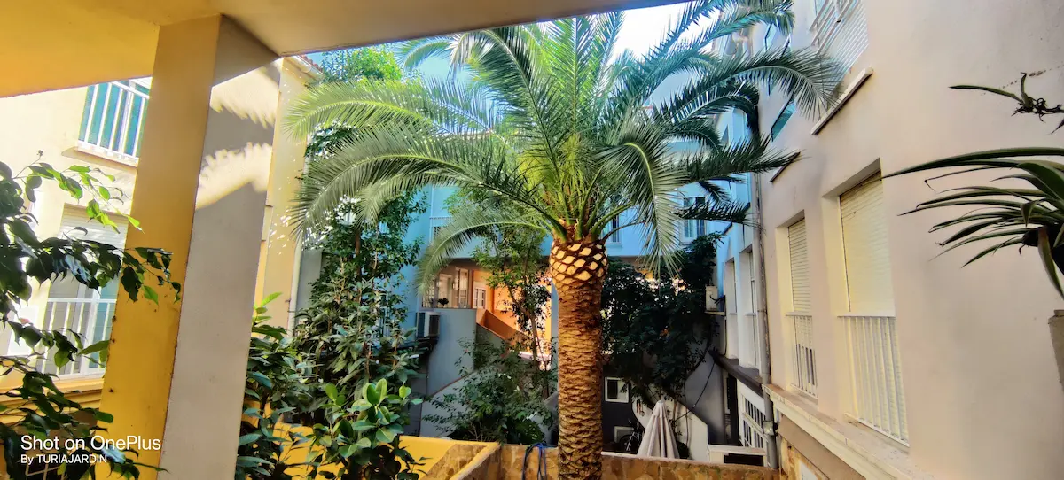 Corte de poda sanado